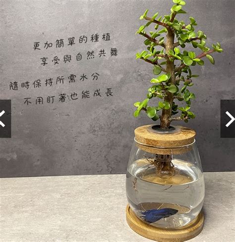 銀杏木修剪|來幫銀杏木做造型 把普通的植物養的不普通 ————— 日常修剪。